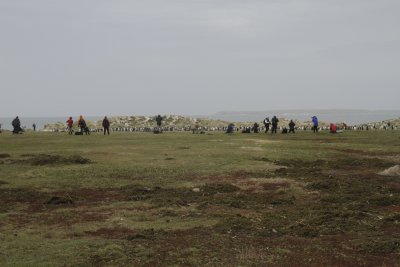 Gentro Penguin colony - with observers
