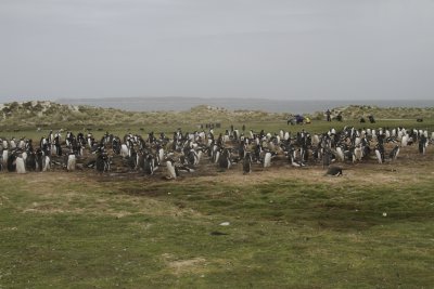 Gentro Penguin colony
