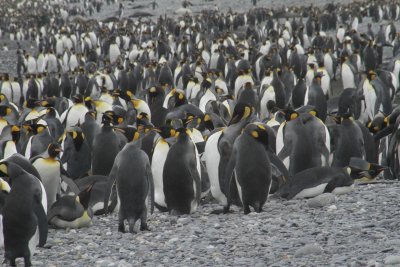 KIng Penguin colony