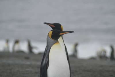 King Penguins