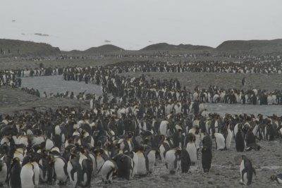King Penguin colony