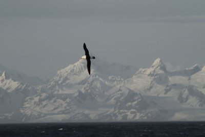 Albatross following our ship