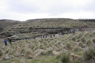 Albatross Colony