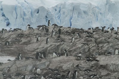Gento Penguin colony