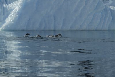 Penguins porpoising