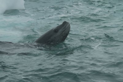 Leopard seal