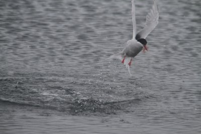Antarctic Tern catching a krill meal