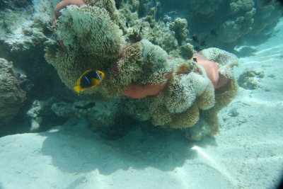 Clown fish with sea anemena