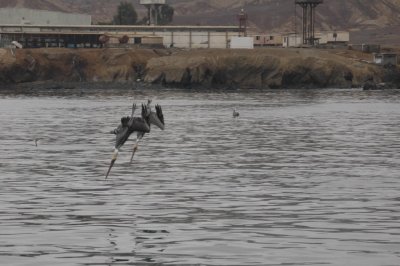 Pelicans fishing