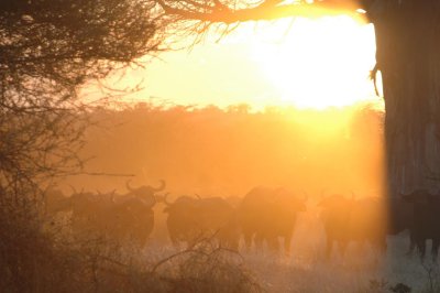 Africa 2004