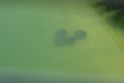 Hidden Mickey in DCA