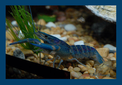 BlueLobster.JPG