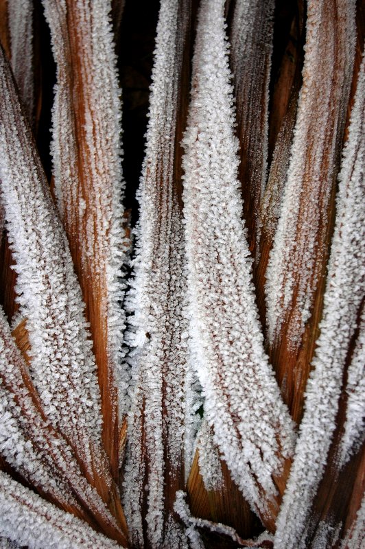 Frozen leaves