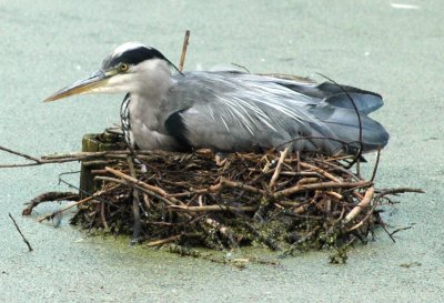 Grey Heron