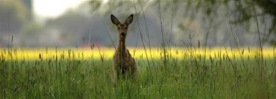 Close encounter