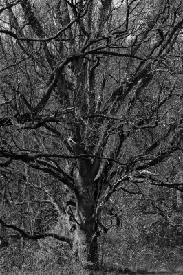 Tree at Schlosspark Putbus