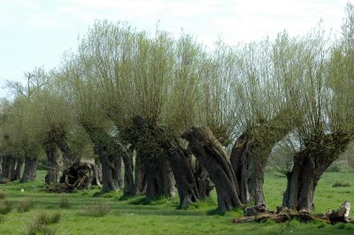Trees at Middelhagen