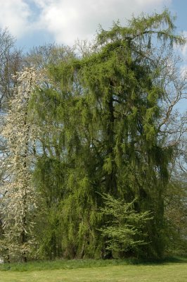 Tree at Putbus
