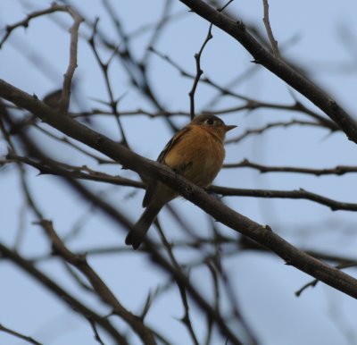 Buff-breasted Flycatcher_1_San Cristobal area