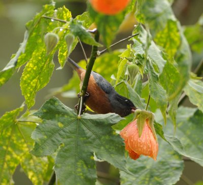 Cinnamon-bellied Flowerpiercer_male_Moxviquil