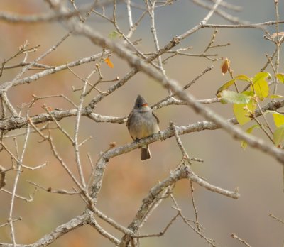 Greater Pewee_1_San Cristobal area