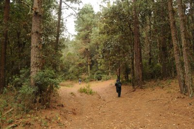 High elevation Pine-oak