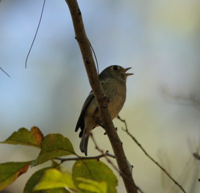 Huttons Vireo_Moxviquil