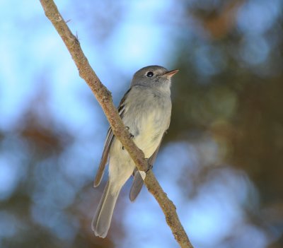 possible Pine Flycatcher_1_Moxviquil