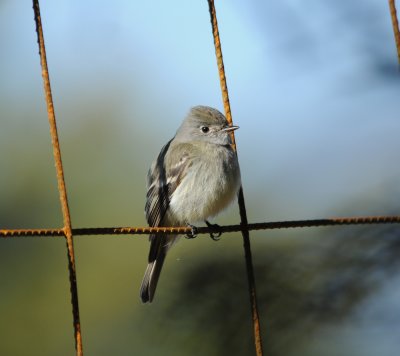 Traills Flycatcher_2_Moxviquil