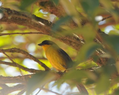 White-naped Brush-finch_Moxviquil
