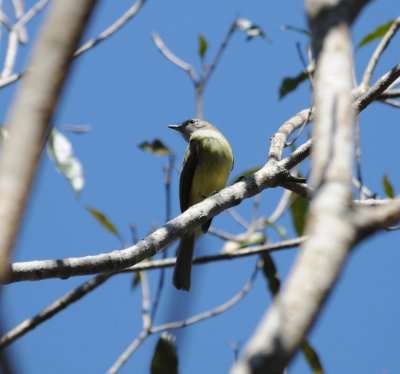 Greenish Elaenia_El Sumidero