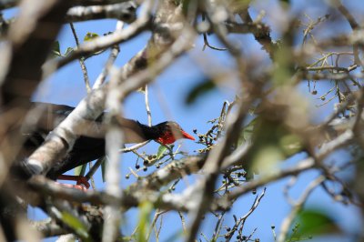 Highland Guan_2_El Sumidero