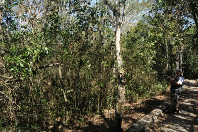 Northern Bobwhite habitat at El Sumidero