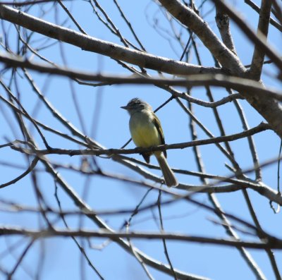 Yellow-olive Flycatcher_2_El Sumidero_1