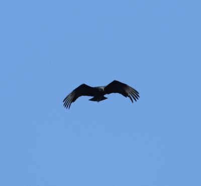 Black Vulture_1_El Sumidero