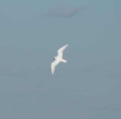 Ivory Gull