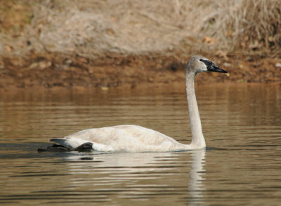 Trumpeter Swan