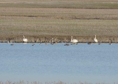 Trumpeter Swans, Lake Co., TN