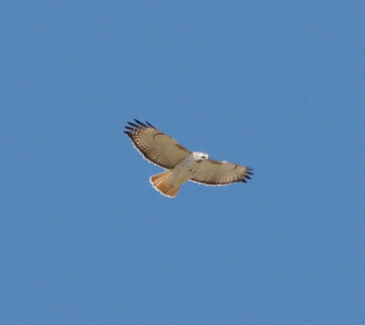 Light phase Eastern Red-tailed Hawk with Krider's introgression