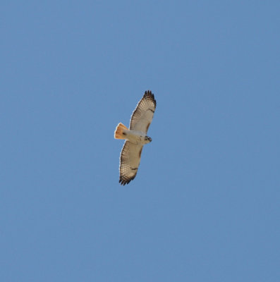 Light phase Eastern Red-tailed Hawk with Krider's introgression