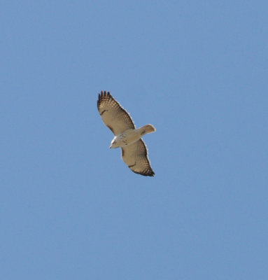 Light phase Eastern Red-tailed Hawk with Kriders introgression