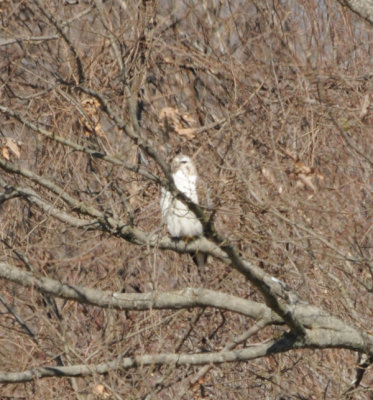 Light phase Eastern Red-tailed Hawk with Krider's introgression