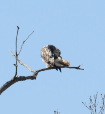 Light phase Eastern Red-tailed Hawk with Krider's introgression
