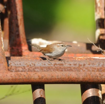 Bewick's Wren