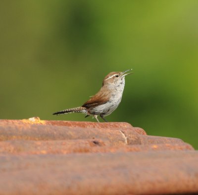 Bewick's Wren