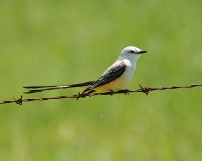 Scissor-tailed Flycatcher