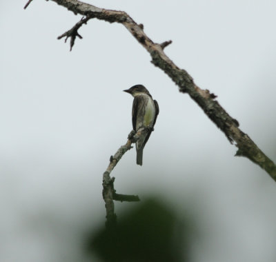 Olive-sided Flycatcher, Radnor Lake, 13 May 10