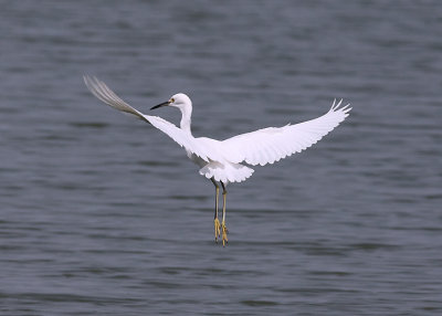 Snowy Egret