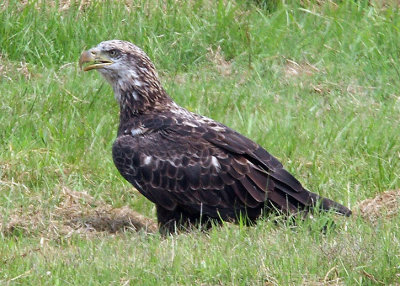 Immature Bald Eagle