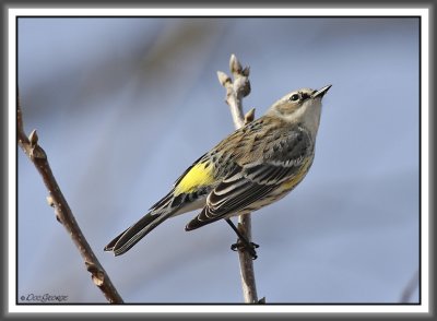 Yellow-rumped Warbler